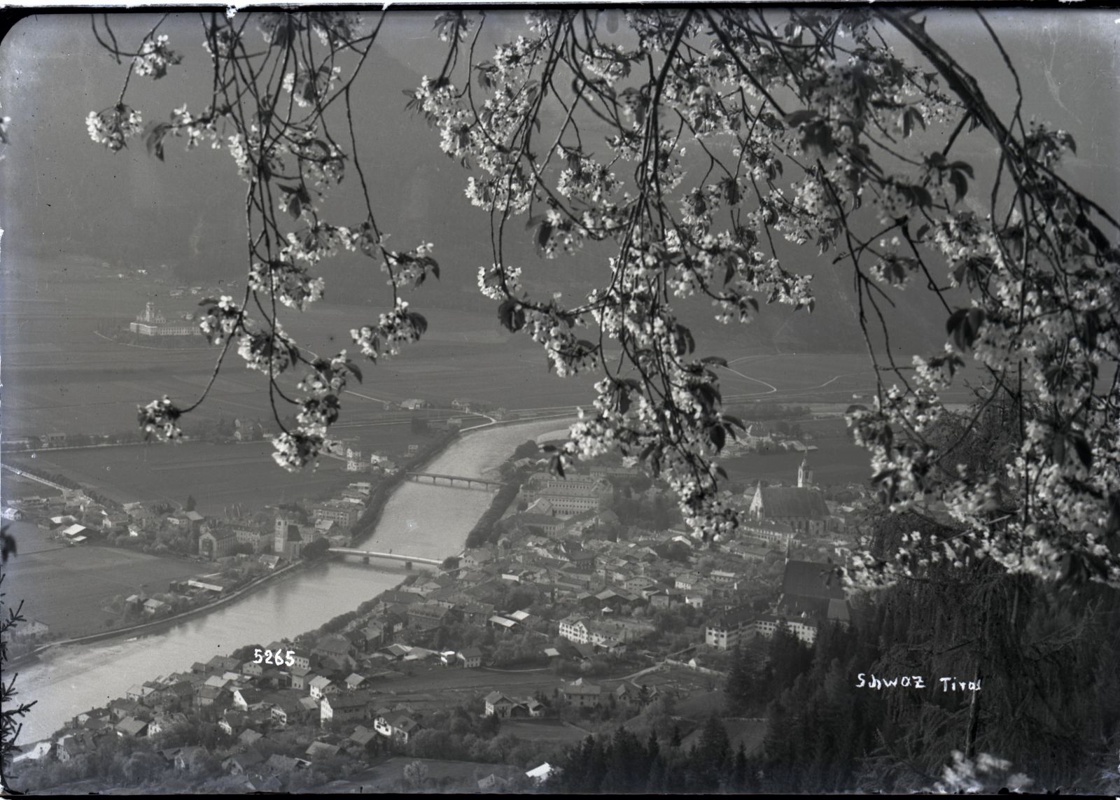 Schwaz mit blühendem Baum