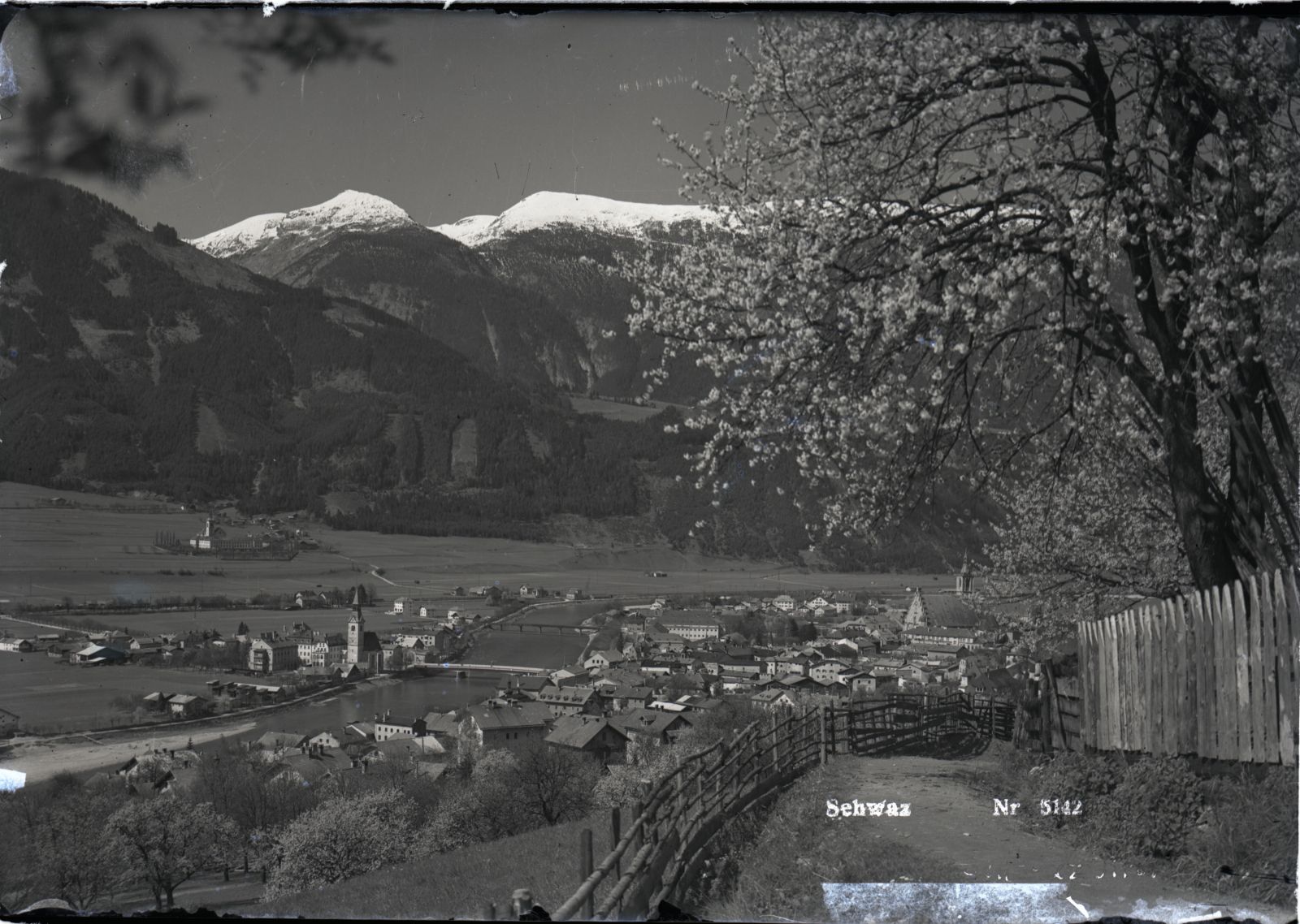 Schwaz mit blühendem Baum