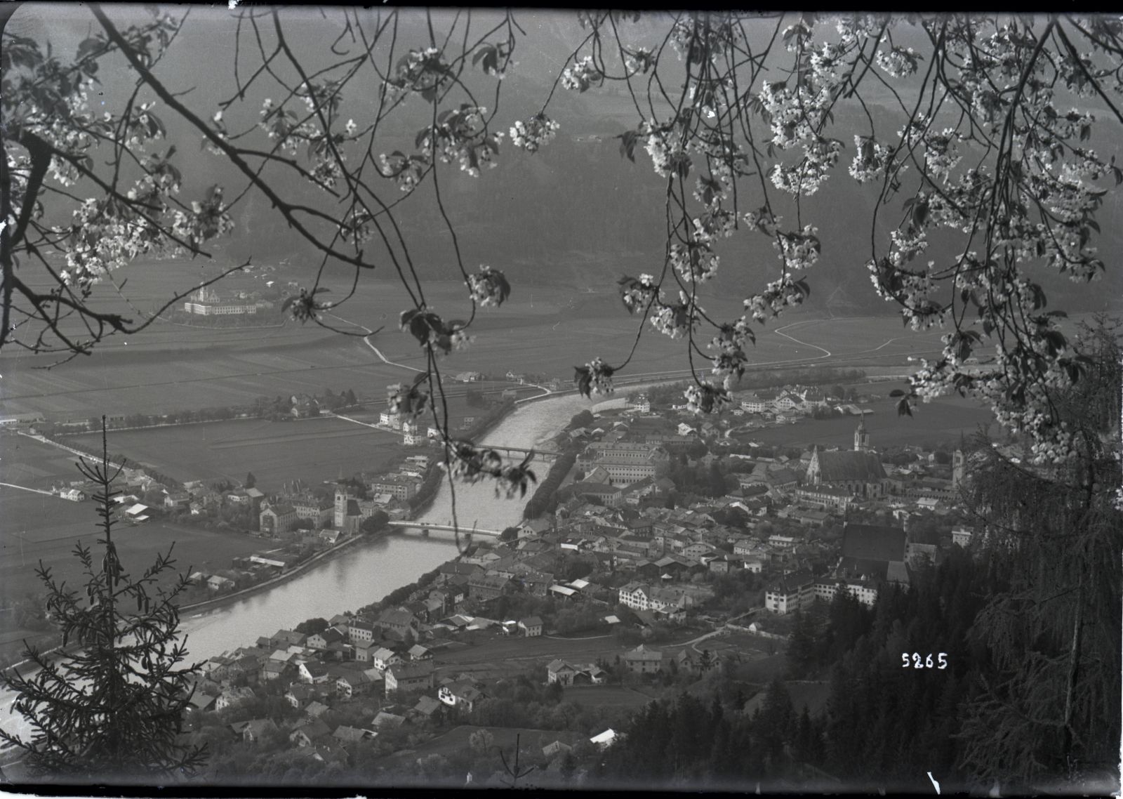 Schwaz mit blühendem Baum