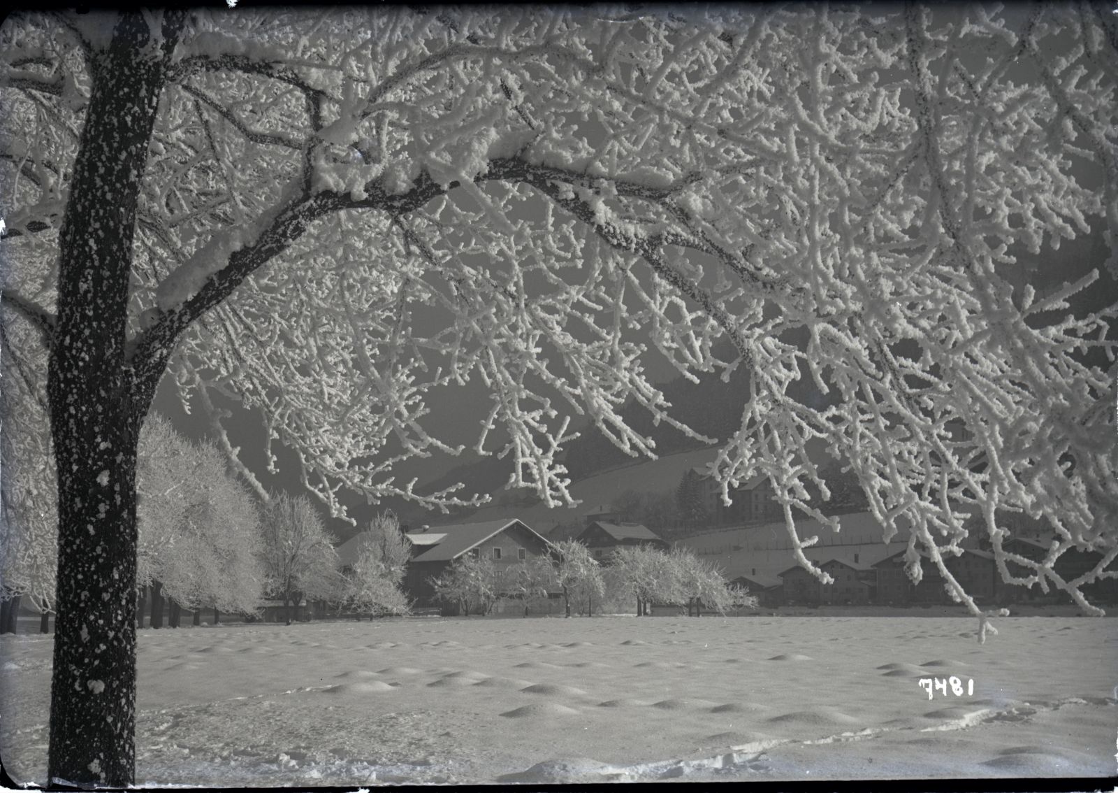 Rauhreifbaum bei Schwaz