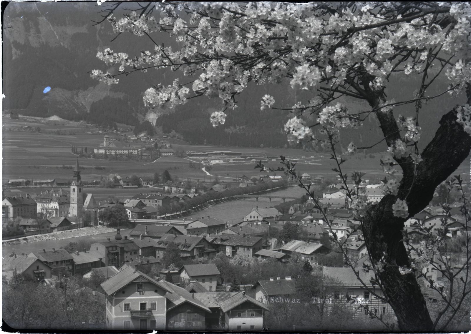 Schwaz mit blühendem Baum