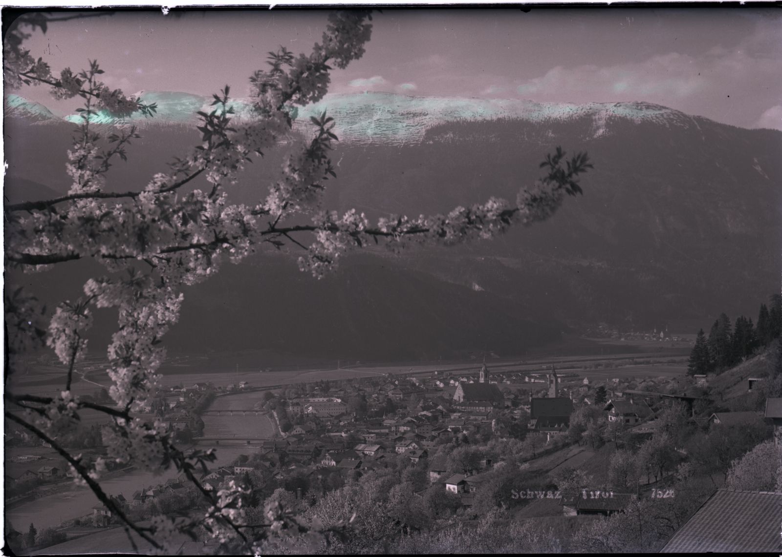 Schwaz mit blühendem Baum