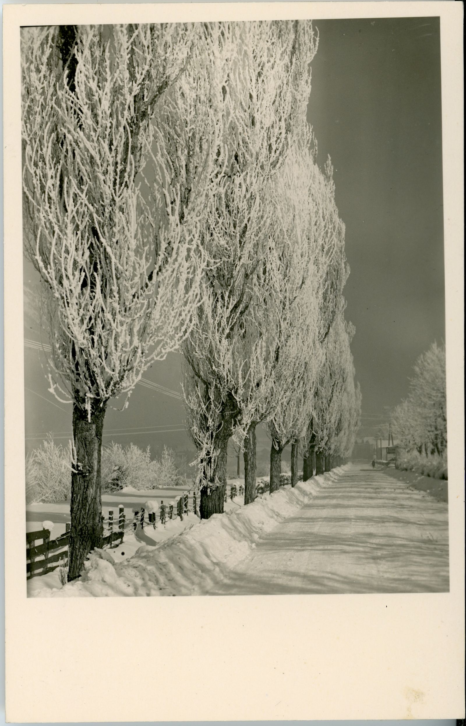 Verschneite Landstraße mit alten Pappeln