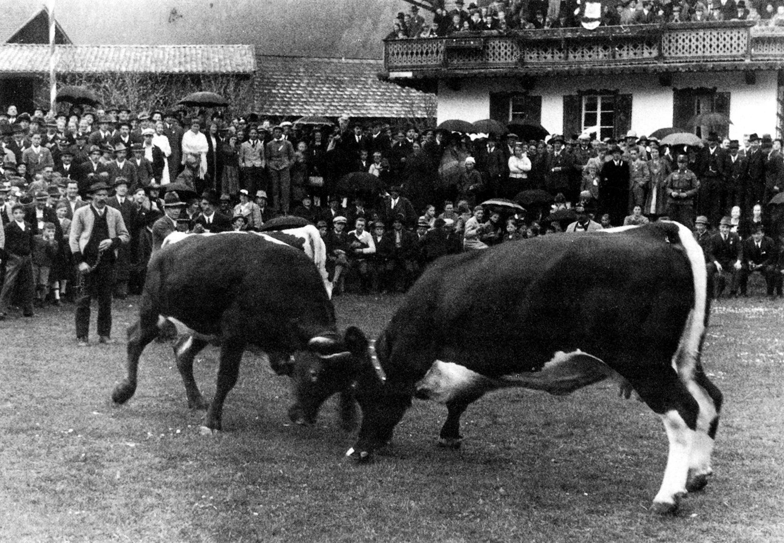 Zillertal Kuhstechen