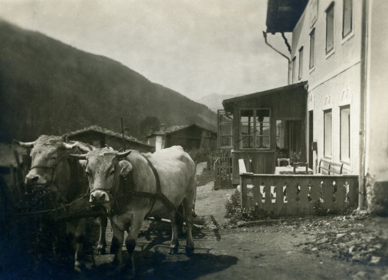 Zillertal Ochsengespann